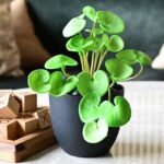 Pennelle Artificial Leaf Pennywort With Black Plastic Pot - Light Green