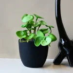 Pennelle Artificial Leaf Pennywort With Black Plastic Pot - Light Green - Image 4