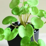 Pennelle Artificial Leaf Pennywort With Black Plastic Pot - Light Green - Image 5