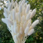 Cloudtail Dried Bunny Tail Stem (White) - Set Of Sixty - Image 3