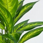 Faux Everlasting Dieffenbachia Amoena Plant With Pot - 2.4 Feet - Image 3
